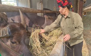 Đây là các mô hình kinh tế hiệu quả giúp nông dân Noong Hẹt ở Điện Biên ngày càng khá giả