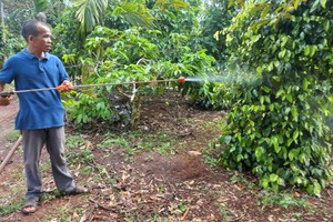 Tự ủ phân hữu cơ bón cho cây trồng, lão nông Gia Lai thu hàng trăm triệu đồng/năm