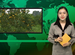 Bản tin Dân Việt Nóng ngày 4/12: Giá cam Vinh tăng cao, bà con từ chối thương lái đặt cọc trước cho vụ Tết