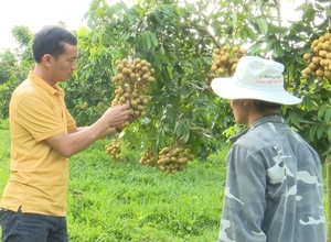 Sơn La: Nông dân huyện biên giới trồng nhãn thu tiền tỷ mỗi năm 