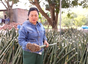 Nữ nông dân tỷ phú Bắc Giang trồng giống tre gì mà mỗi năm có thể thu về hàng tỷ đồng?