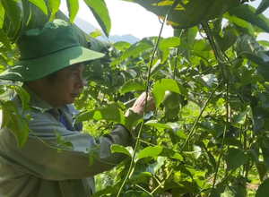 Chính sách hỗ trợ nông nghiệp giúp nông dân đồng bào dân tộc thiểu số Lai Châu giảm nghèo