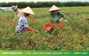 Nhịp sống nông thôn mới ngày 4/11/2024