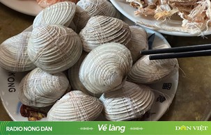 Làm dâu miền biển