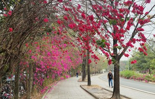 Một con đường hoa giấy đẹp như phim ở khu đô thị ĐH Quốc gia TP HCM