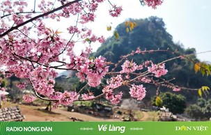 Những địa điểm check-in với hoa anh đào đẹp nhất Mộc Châu