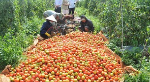 Trúng mùa cà chua, một nông dân Đắk Nông trồng 5 sào lãi 200 triệu/vụ