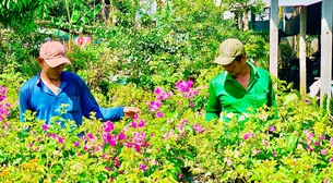 Trồng thứ cây cảnh bạt ngàn, đếm không xuể, tới kỳ bung hoa "vô tội vạ", anh nông dân An Giang trúng luôn