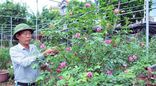 Làng này ở Hưng Yên, nhà nào trồng hoa hồng cổ đều giàu lên trông thấy, thương lái đến tấp nập