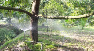 Cây sầu riêng ở Vĩnh Long nhiều người ví như cây tiền tỷ, cách chăm sóc cây sau hạn mặn thế nào?