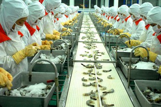 Top tỉnh thành xuất khẩu tôm: Cà Mau tiếp tục giữ "ngôi vương" chiếm 23% kim ngạch, dự báo “nóng” về sản lượng tôm nuôi