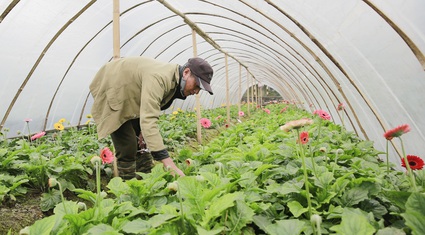 Người trồng hoa Tây Tựu lạc quan trước thời tiết giá lạnh