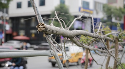 Xót xa nhìn hàng cây phong lá đỏ chết khô trên đường phố Hà Nội