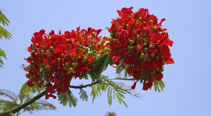 Mê mẩn ngắm loài hoa báo hiệu hè về nở đỏ rực góc trời Hà Nội