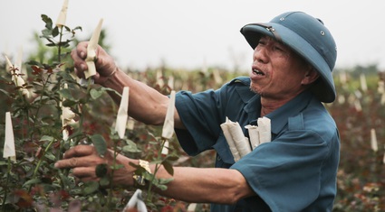 Gian nan khôi phục 100 hecta đất trồng hoa tại Hạ Lôi 