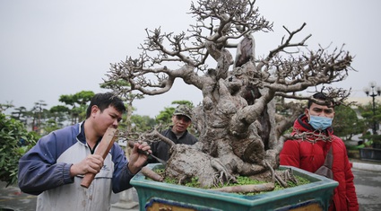 Mãn nhãn với những chậu bonsai quý hiếm đang có mặt tại Hà Nội