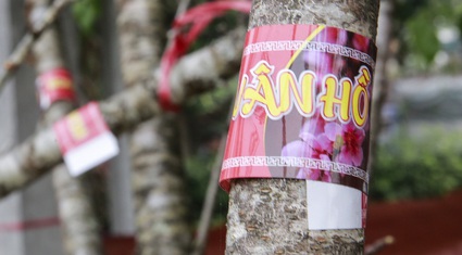 Ảnh: Đào rừng gắn tem truy xuất nguồn gốc xuất hiện tại Hà Nội