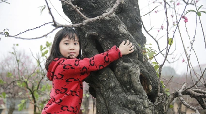 Xuất hiện cây đào cổ thụ khổng lồ 60 năm tuổi tại Nhật Tân