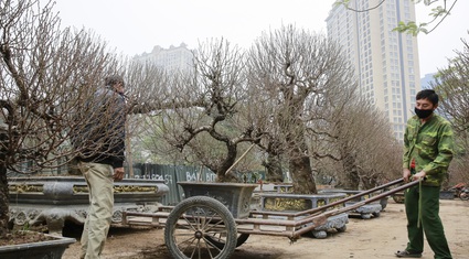 Đào thế “khủng” giá trăm triệu tràn ngập đường phố Hà Nội