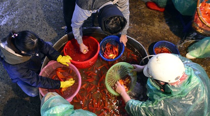 "Đột nhập" chợ cá chép lớn nhất Hà Nội trước ngày Táo quân chầu trời