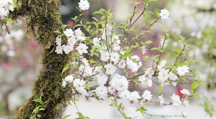 Nhất Chi Mai, thứ hoa "lạnh lùng mà kiêu hãnh", khiến dân chơi Hà Thành đều phải tìm mua, trưng trong nhà dịp Tết