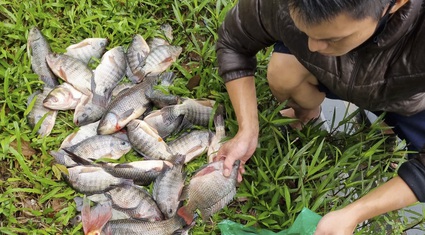 Hà Nội: "Cần thủ" câu trộm và bán cá ngay tại hồ Tây