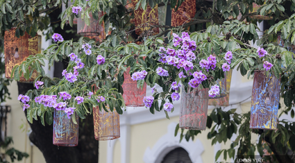 Loài hoa biểu tượng của sự thủy chung nở rộ khắp đường phố Hà Nội