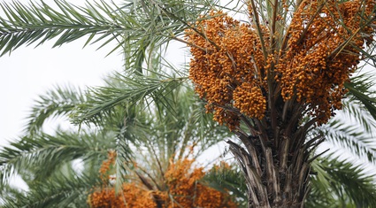 Thích thú với tán lá “vương miện”, cùng quả màu vàng sai chi chít của loài cây chống biến đổi khí hậu