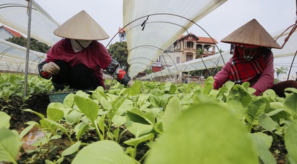 Nông dân ngoại thành Hà Nội: “Chúng tôi luôn có sẵn rau để bán cho mọi người"