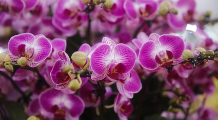 "Nữ hoàng" của các loài hoa mang vẻ đẹp cao quý khoe sắc tại Hà Nội