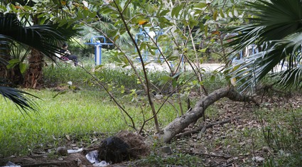 Vườn hoa trị giá 52 tỷ đồng tại quận đông dân nhất Hà Nội rơi vào cảnh hoang tàn 