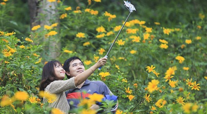 Ngắm loài hoa màu vàng óng, báo hiệu mùa khô lạnh về tại nơi cao nhất Hà Nội