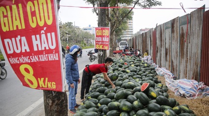 Dưa hấu "giải cứu" bày bán la liệt nhưng ít người mua trên vỉa hè ở Hà Nội