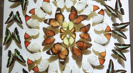 Ngắm bộ sưu tập bướm quý hiếm đẹp nhất Việt Nam