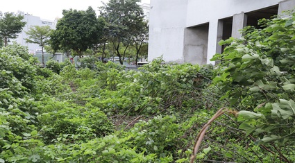 Cỏ cây mọc thành "rừng" tại khu nhà ở tái định cư nằm trên “đất vàng” quận trung tâm Hà Nội