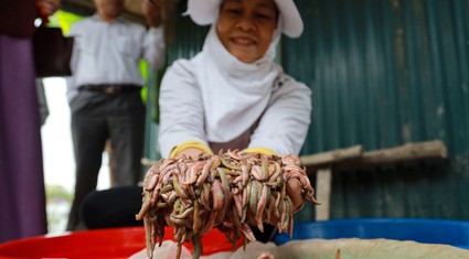 Nông dân Hải Dương khai thác "lộc trời" thu hàng trăm triệu đồng/ngày