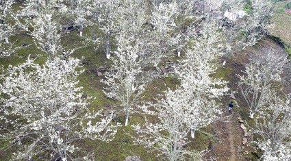 Hoa lê nở đẹp tựa dải pha lê, phủ trắng núi rừng Na Hang