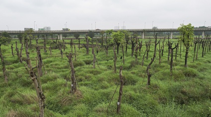 Cận cảnh vườn ươm trở thành "nghĩa địa" cây cổ thụ ở ngoại thành Hà Nội