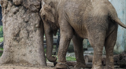 2 chú voi bị xiềng xích chân in hằn vết ở vườn thú Hà Nội 
