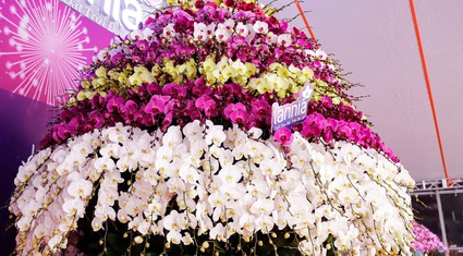 Cận cảnh chậu lan hồ điệp 9 tầng hoa nặng hơn 1 tấn giá 3,86 tỷ đồng ở Hà Nội