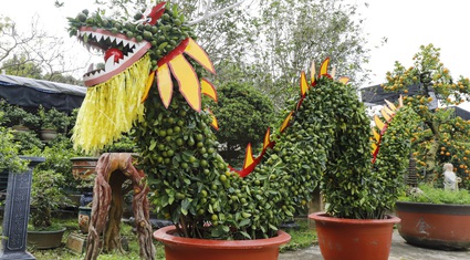 Mãn nhãn cặp rồng nằm “long vân thủy” làm từ 12 cây quất trả 100 triệu đồng chủ cũng không bán ở Hà Nội