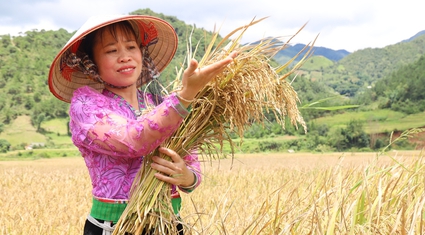 Nông dân tíu tít thu hoạch, gánh lúa, hứa hẹn một mùa vàng bội thu trên rẻo cao Sơn La