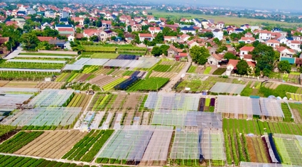 Về Phú Thọ, ngắm cánh đồng chuyên canh rau an toàn, bán toàn siêu thị lớn