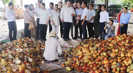 Hội Tiểu nông Cuba tham quan vùng nguyên liệu ca cao rộng gần 700ha tại Đồng Nai