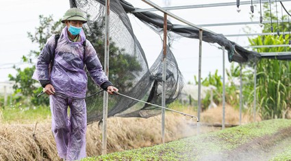 Nông dân Hà Nội trùm khăn kín mít, mặc áo mưa ra đồng làm việc dưới cái lạnh chỉ 15 độ C