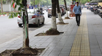 Hàng loạt cây xanh nhô cao rễ sau cải tạo vỉa hè, mùa mưa bão cực kỳ nguy hiểm ở Hà Nội