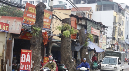 Hàng loạt cây xà cừ cổ thụ bị chặt hạ để mở rộng đường ở Hà Nội, nhiều người nuối tiếc