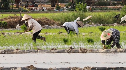 Đường nhựa trải tận ruộng, nông dân ngoại thành Hà Nội tất bật ra đồng cấy lúa bằng xe đạp điện