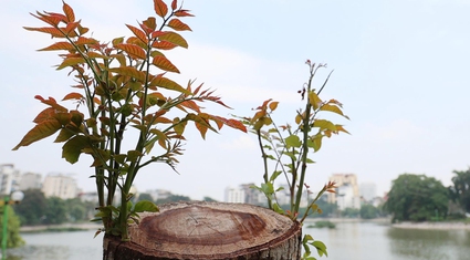 Hàng loạt cây xanh ở Hà Nội "hồi sinh" sau bão số 3, chồi non vươn lên giữa nắng vàng