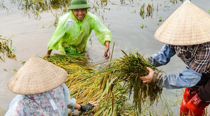 Người dân vùng rốn lũ Hà Nội ngâm mình dưới nước sâu cả mét cứu vớt lúa